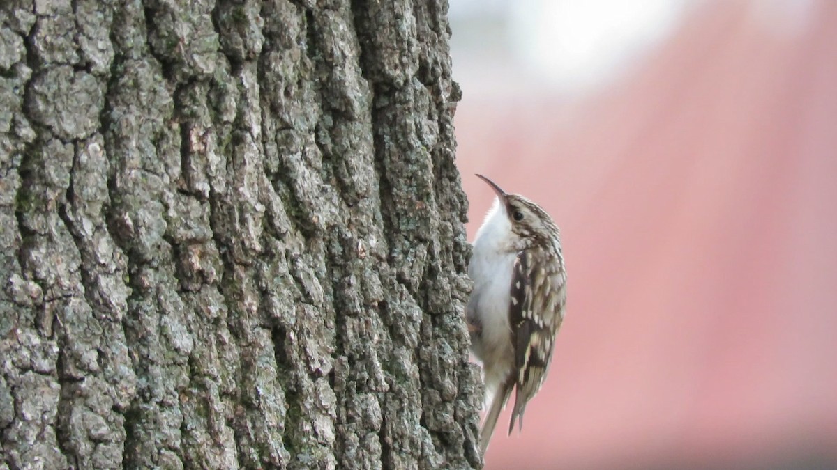 Brown Creeper - ML647593979