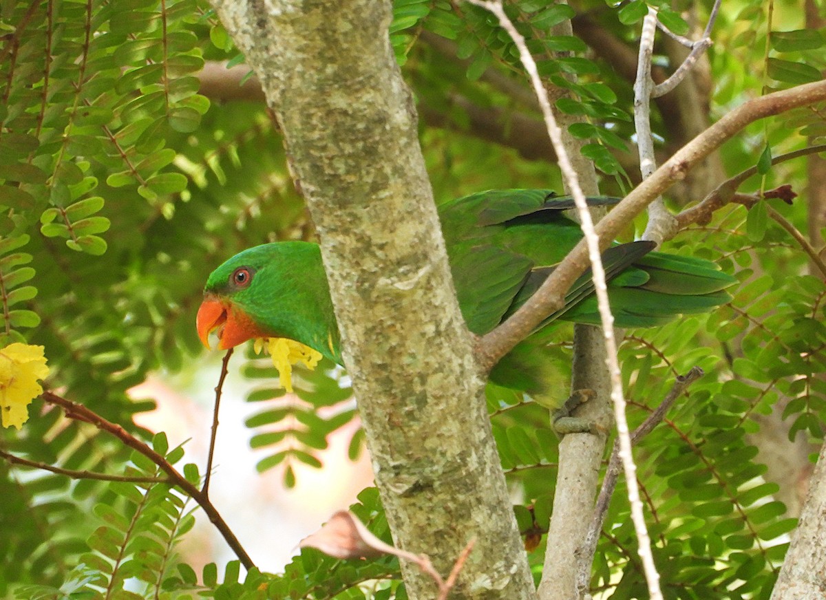 Scaly-breasted Lorikeet - ML647593983