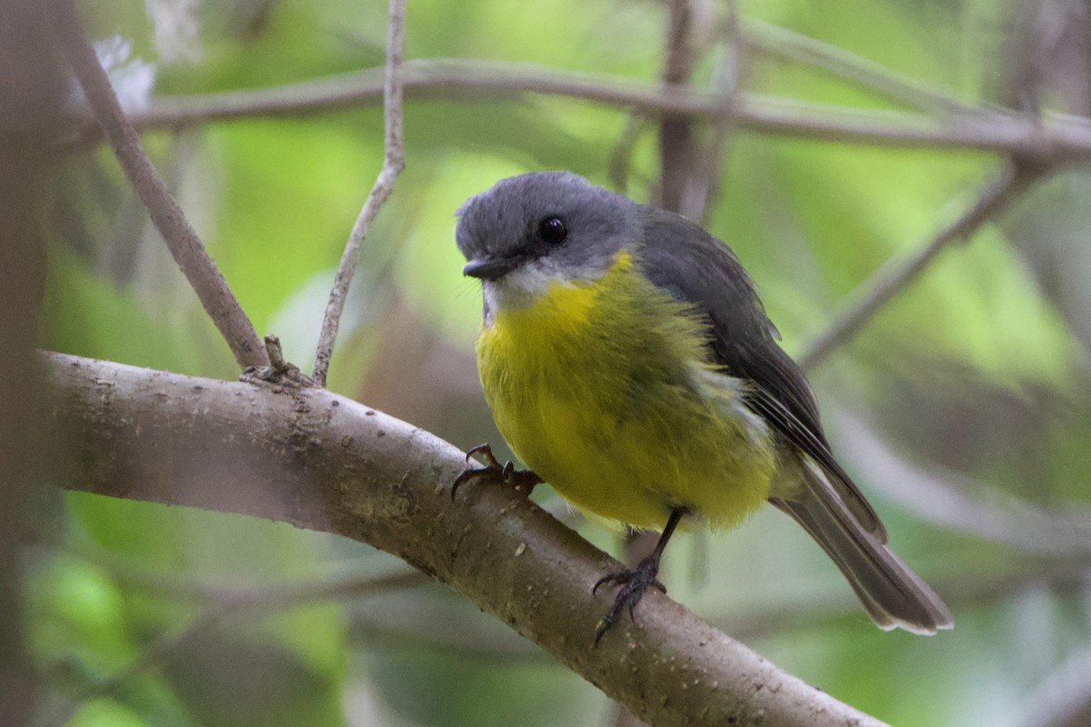 Королець жовтий - ML647593985