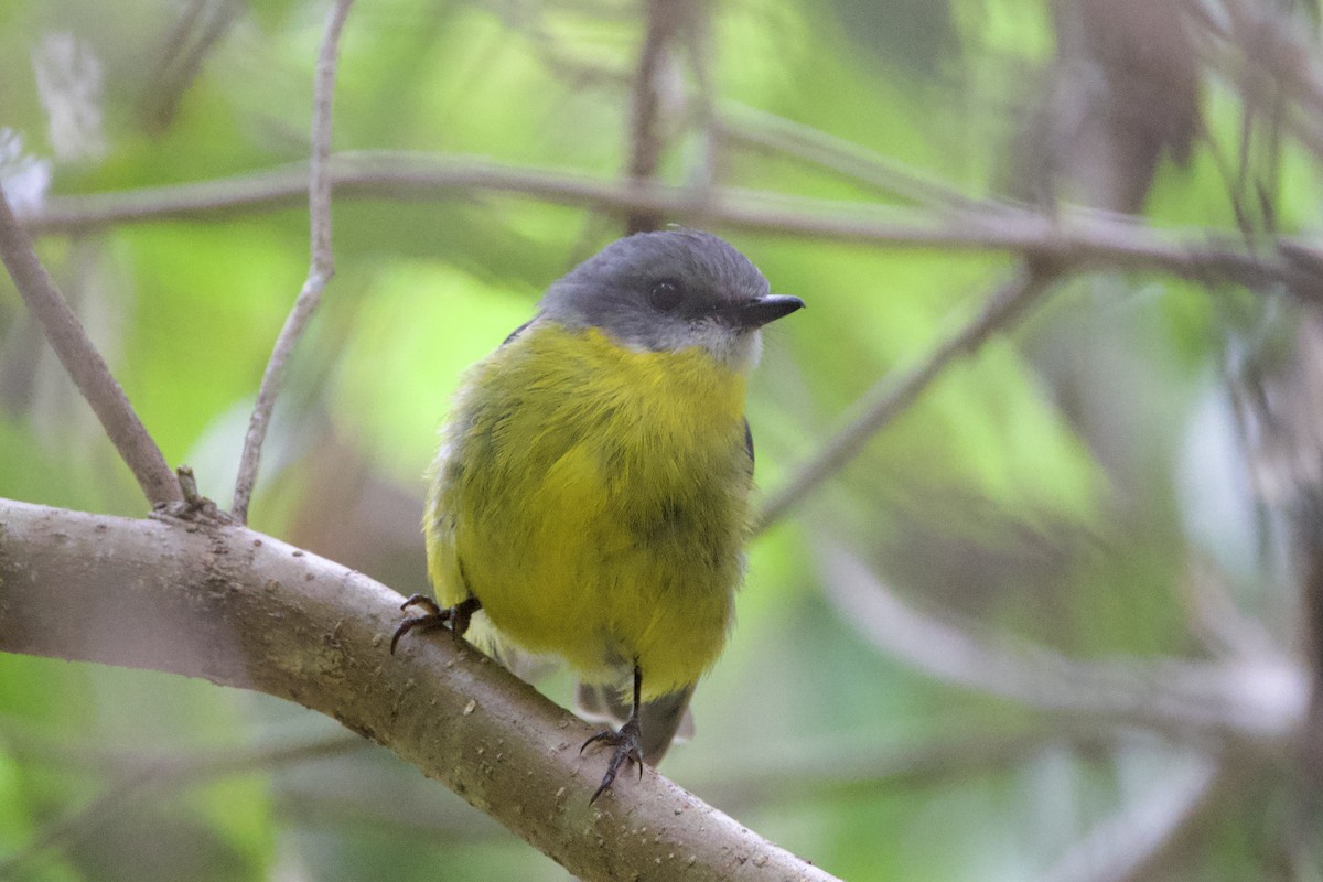 Королець жовтий - ML647593986