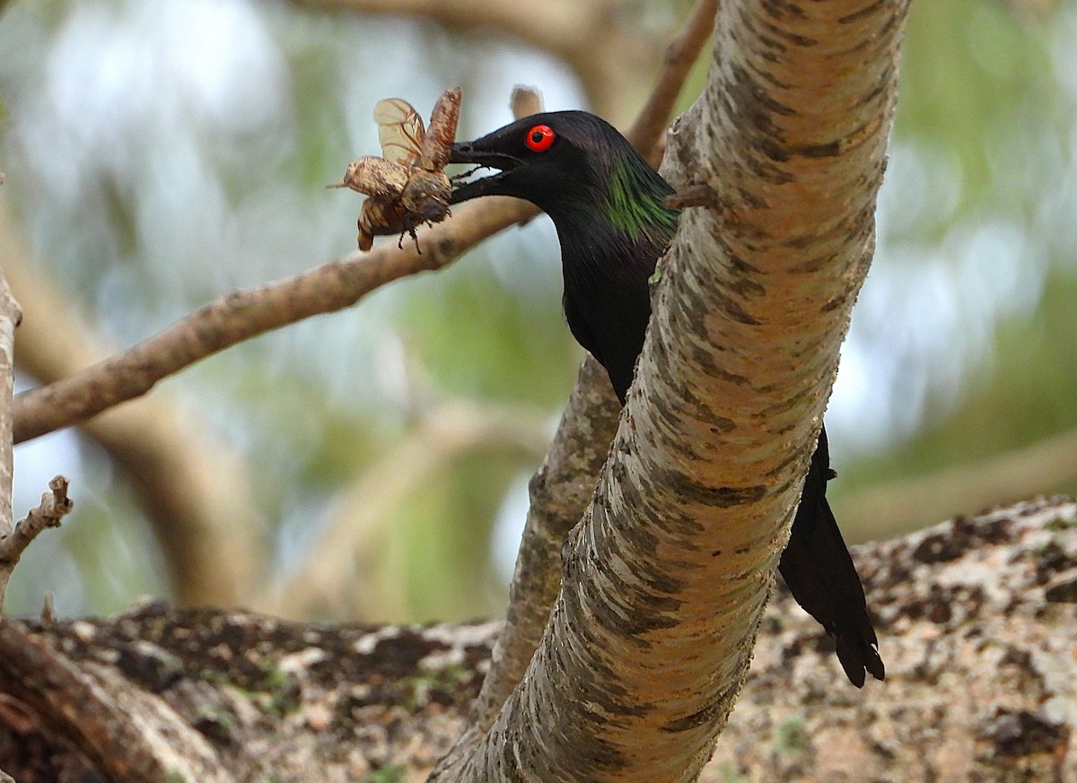 špaček lesklý - ML647593989