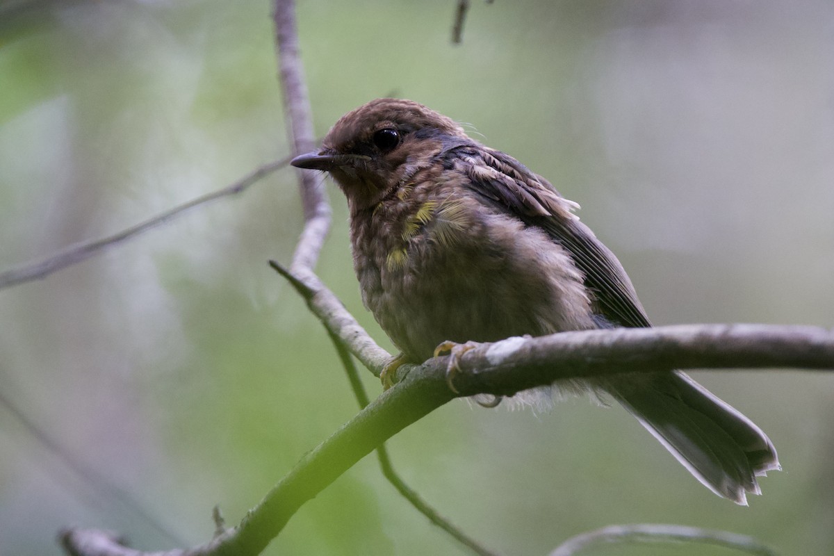 Королець жовтий - ML647593995