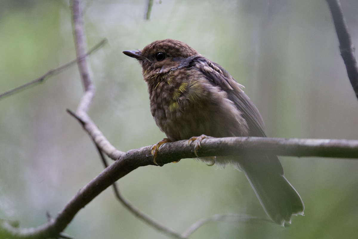 Королець жовтий - ML647593996