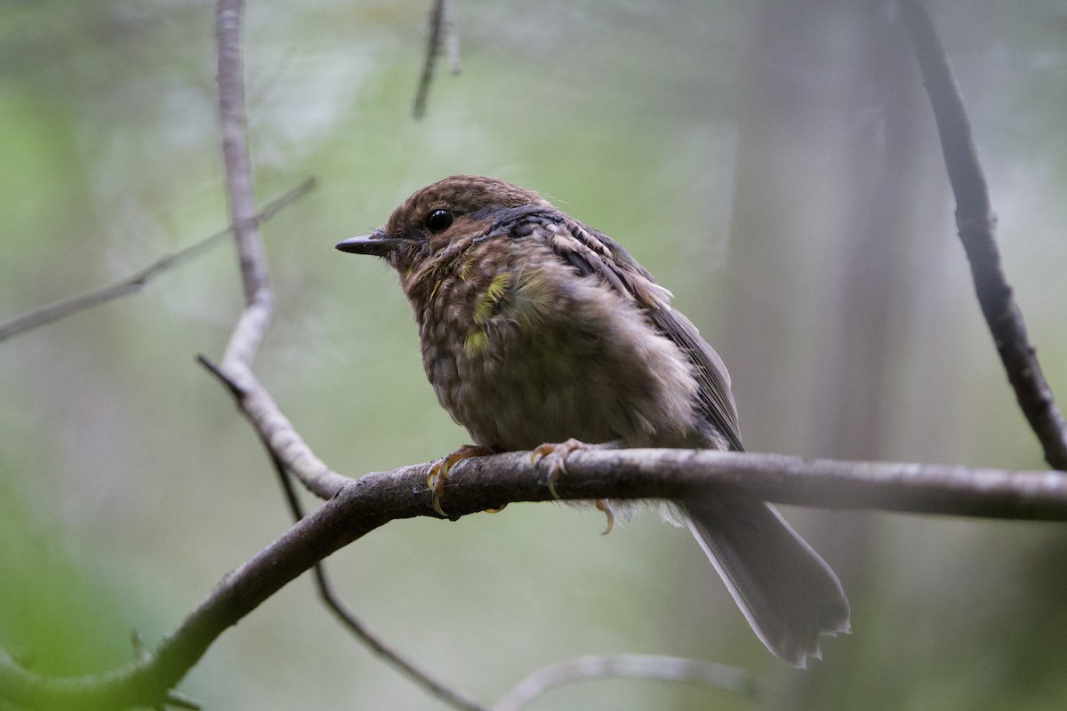 Королець жовтий - ML647593997