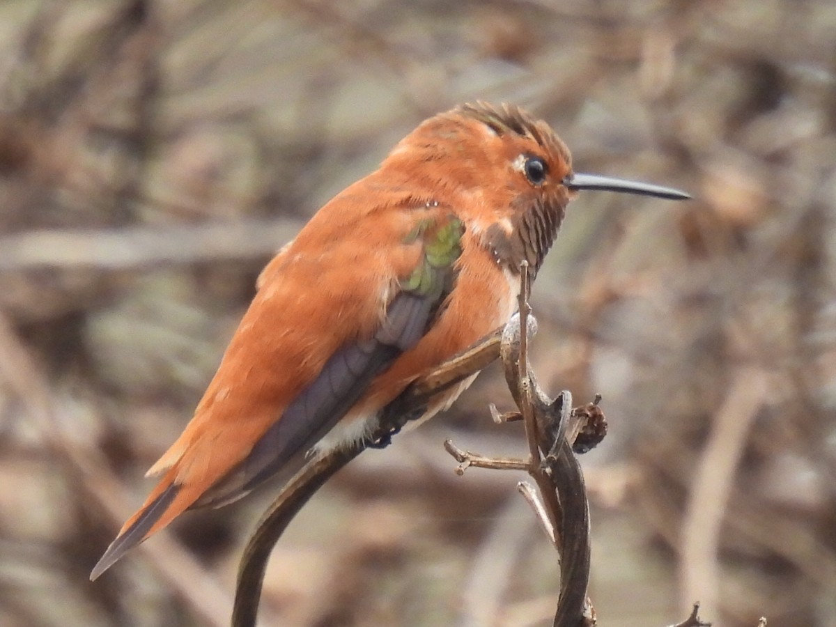 Rufous Hummingbird - ML647594000