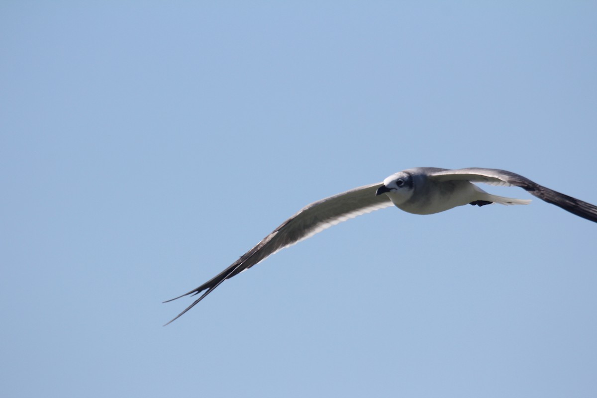 Laughing Gull - ML647594002