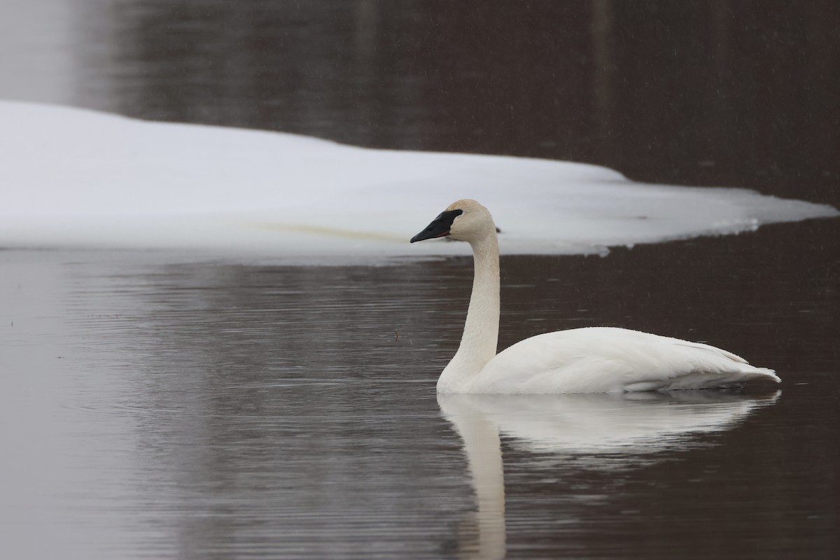 Trumpeter Swan - ML647594011