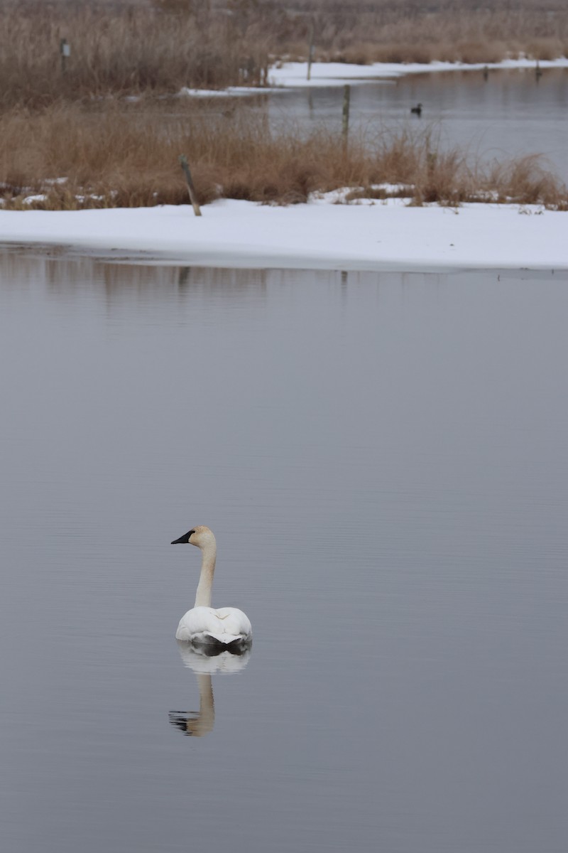 Trumpeter Swan - ML647594012