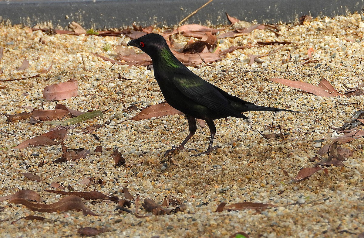 Metallic Starling - ML647594013