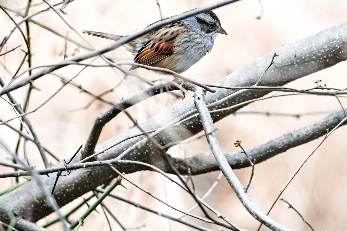 Swamp Sparrow - ML647594014