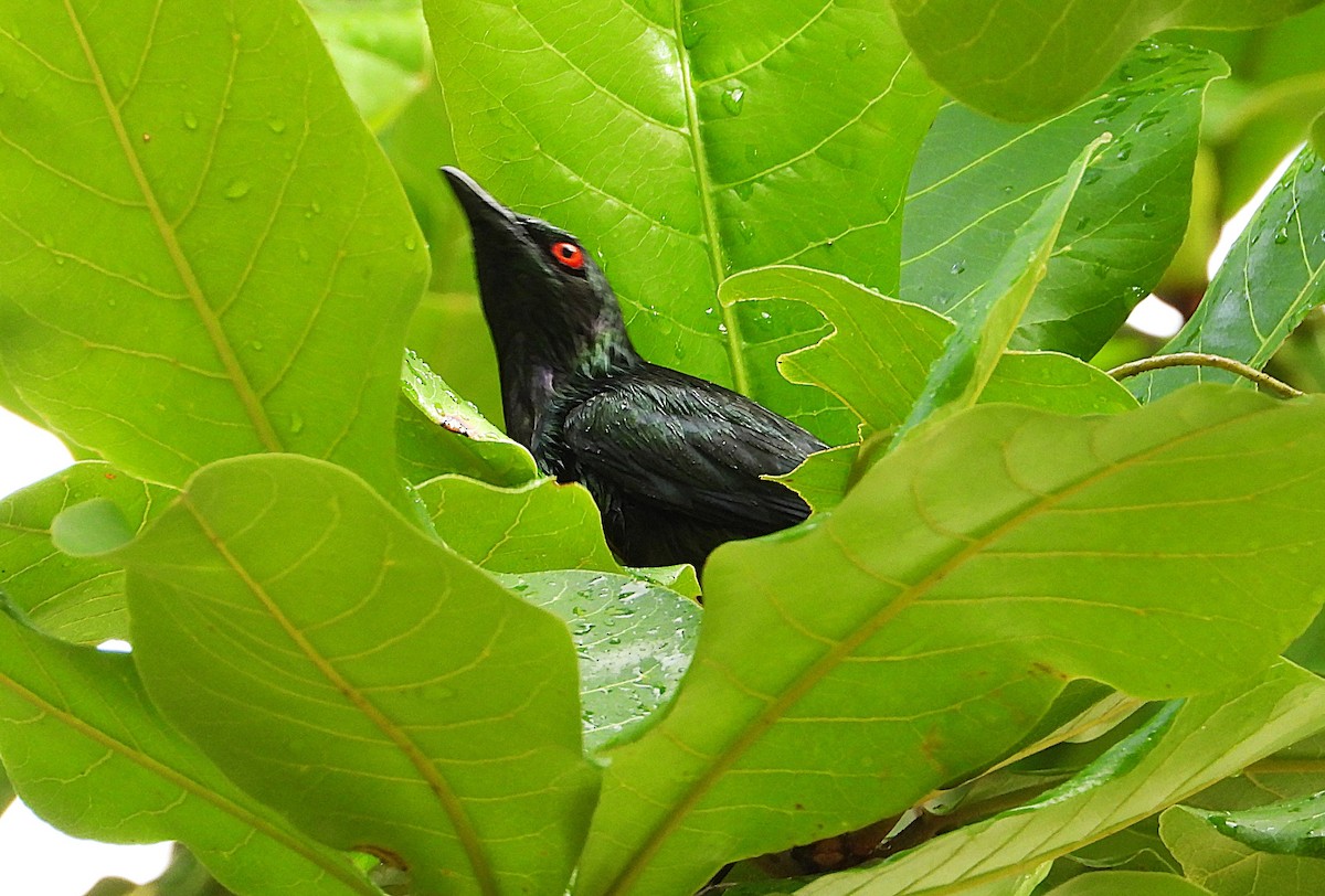 Metallic Starling - ML647594017
