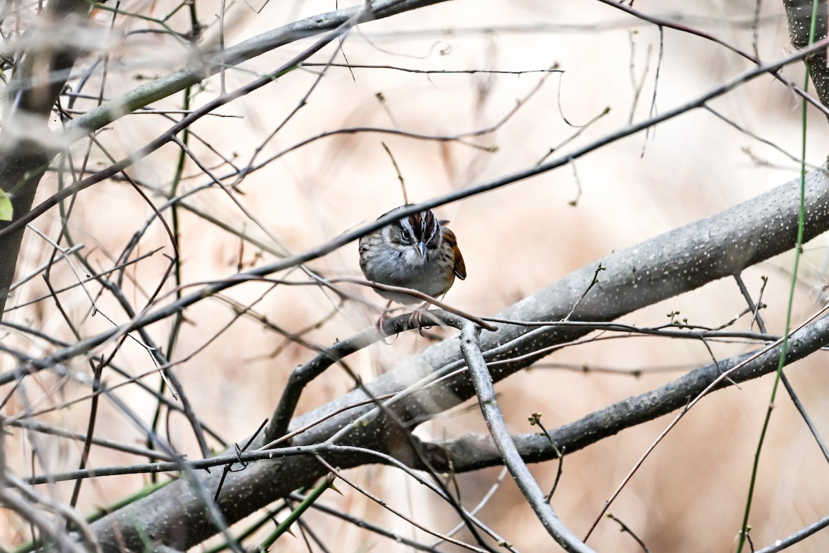 Swamp Sparrow - ML647594018