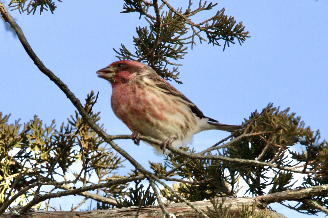 Purple Finch - ML647594019
