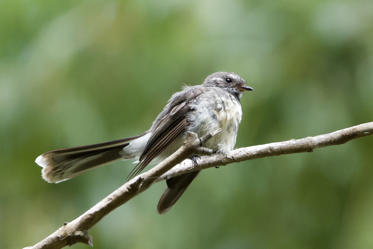 Gray Fantail - ML647594020