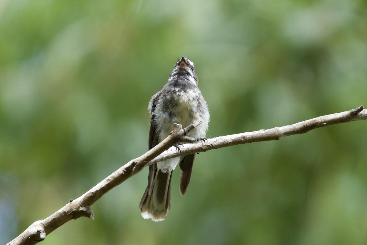 Gray Fantail - ML647594022