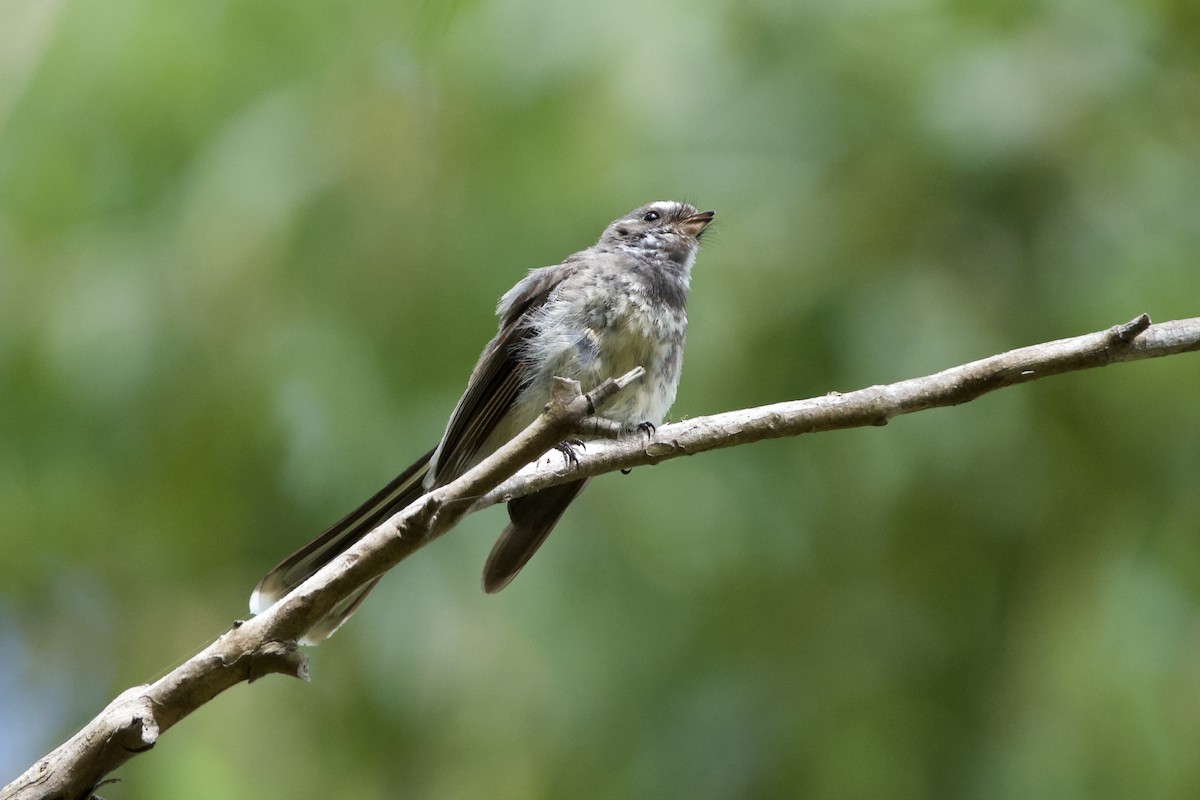 Gray Fantail - ML647594023