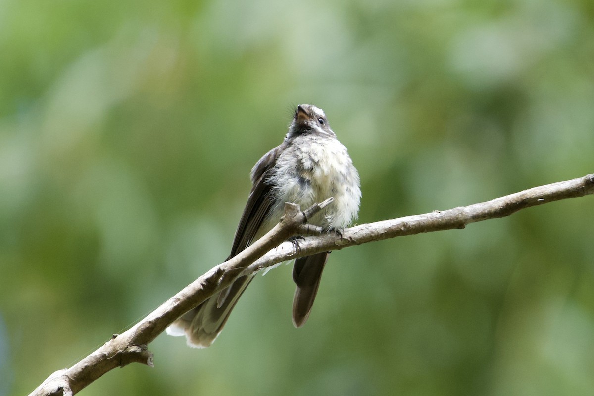 Gray Fantail - ML647594024