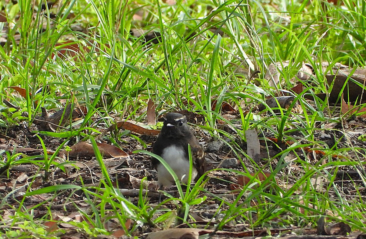 Willie-wagtail - ML647594026