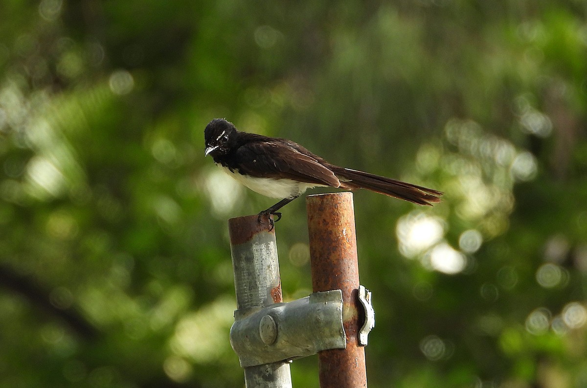 Willie-wagtail - ML647594028