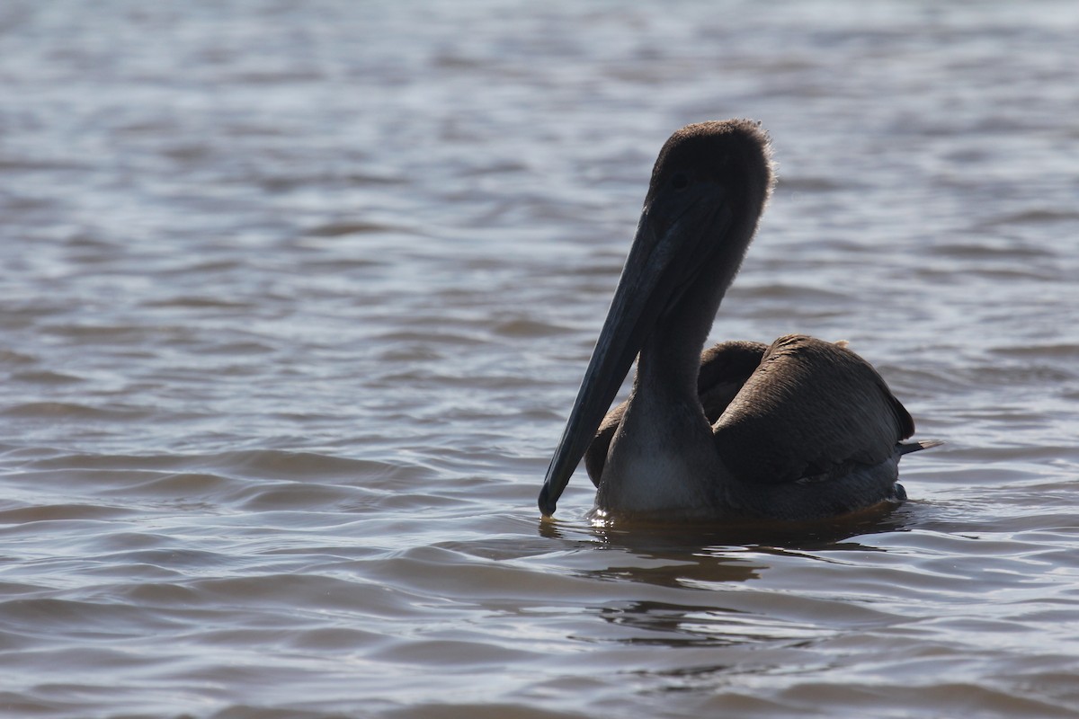 Brown Pelican - ML647594029