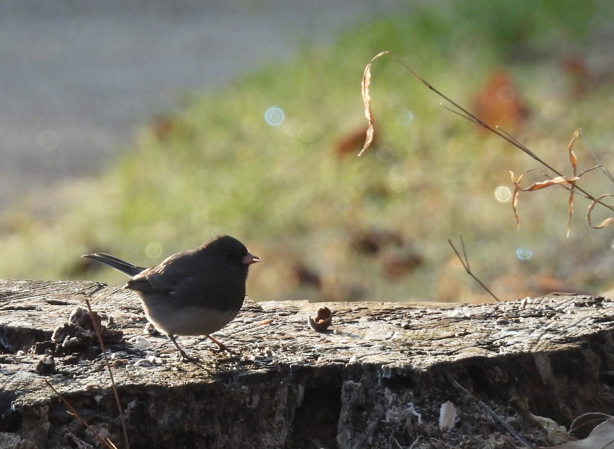 Dark-eyed Junco - ML647594030