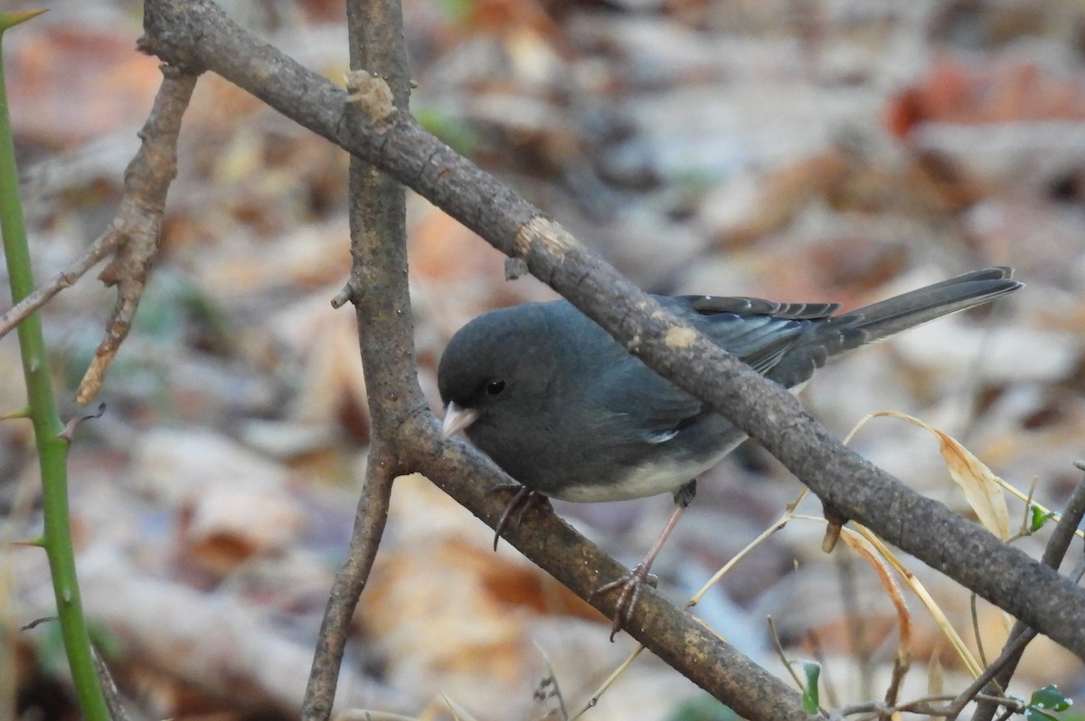 Dark-eyed Junco - ML647594031