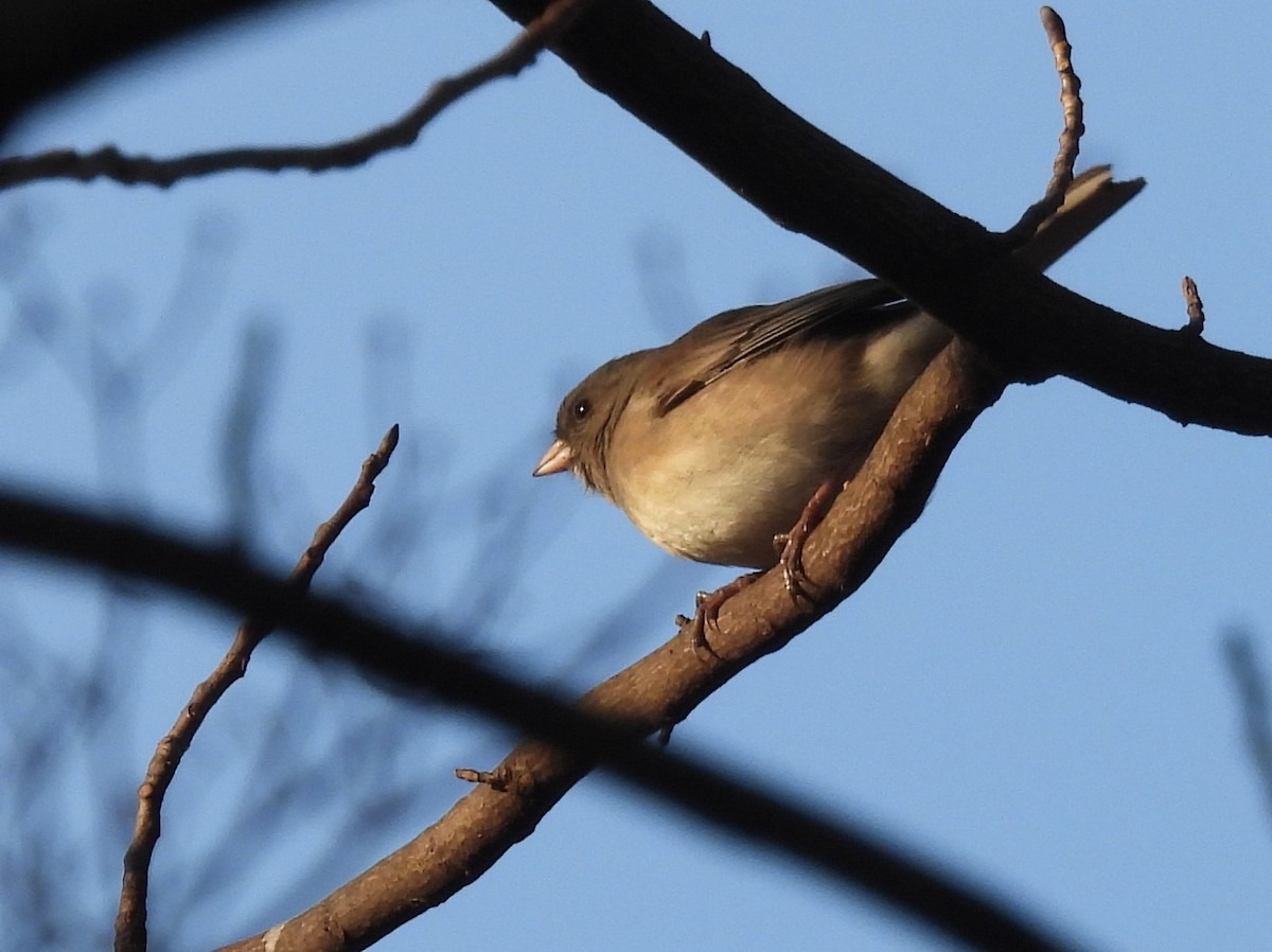 Dark-eyed Junco - ML647594032