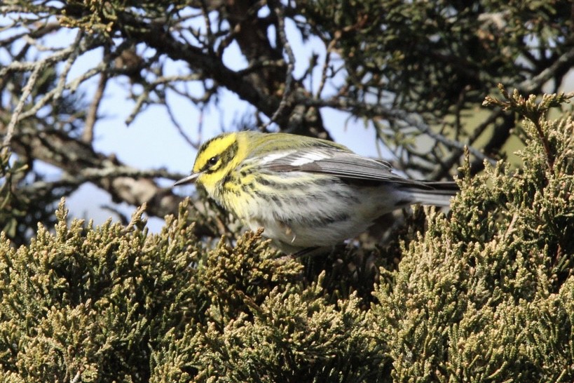 Townsend's Warbler - ML647594034