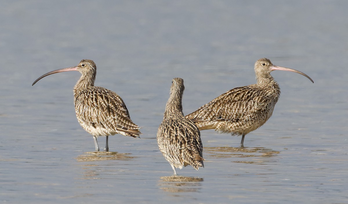Far Eastern Curlew - ML647594036