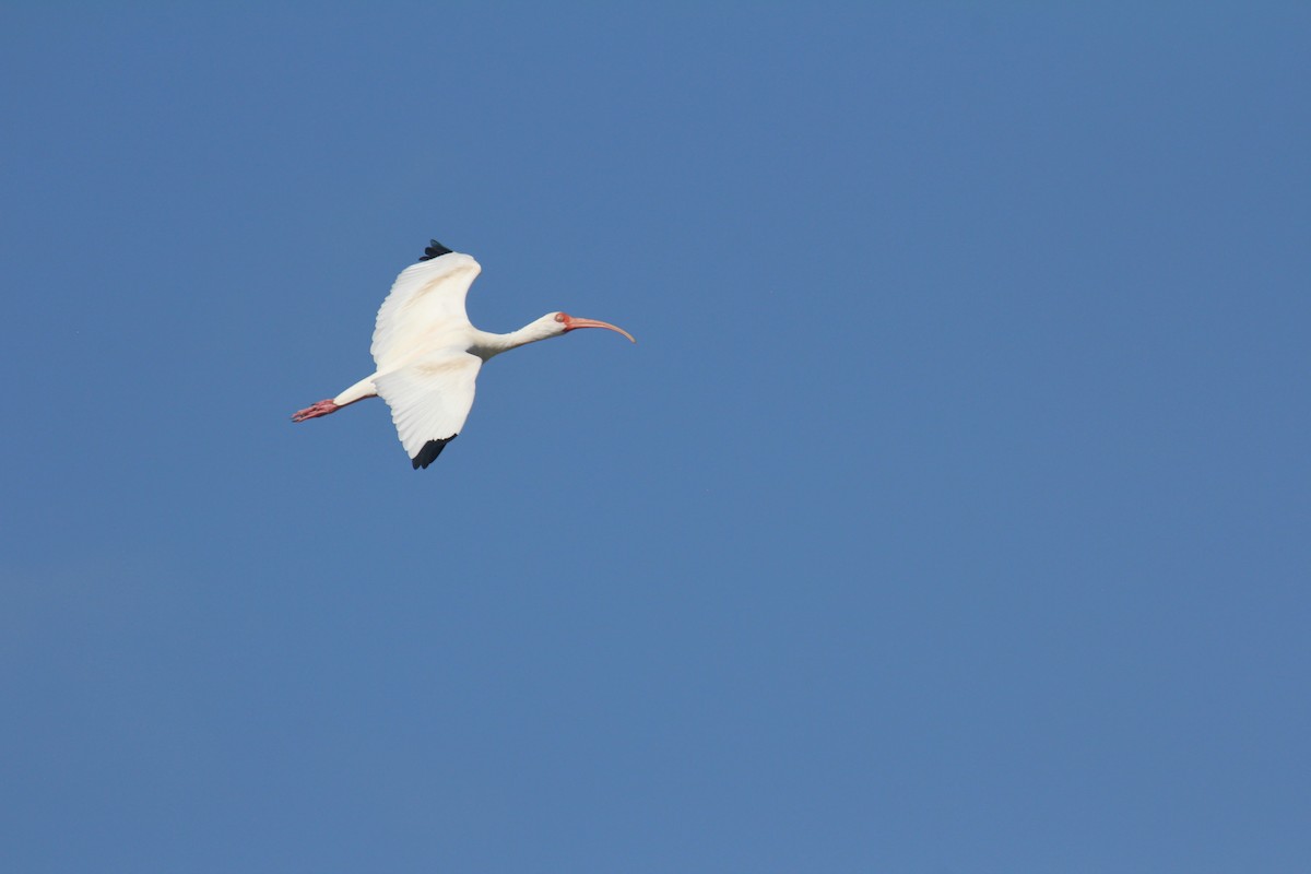 White Ibis - ML647594037