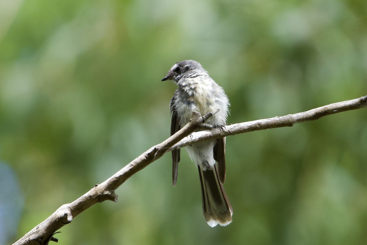 Gray Fantail - ML647594039