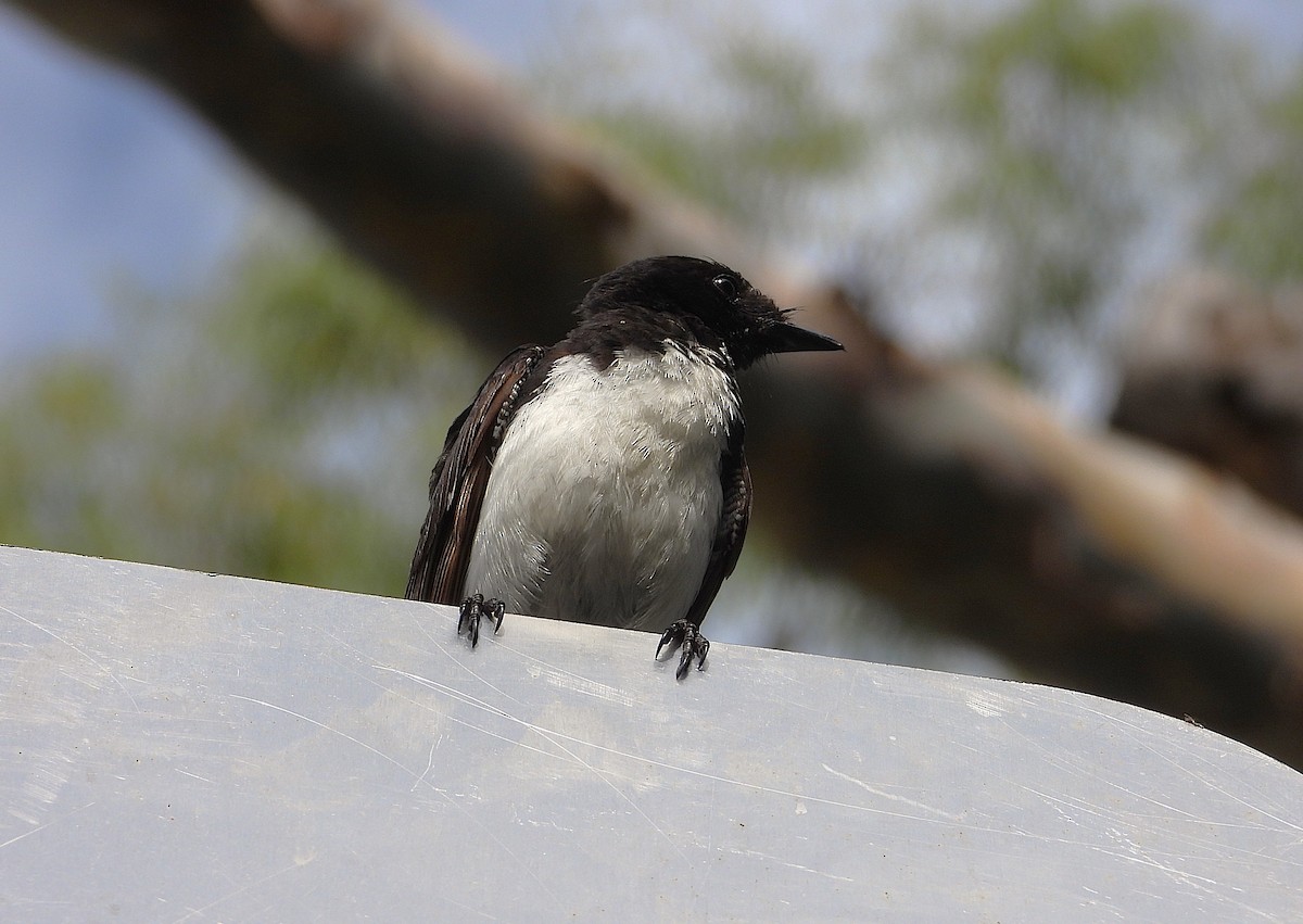 Willie-wagtail - ML647594040