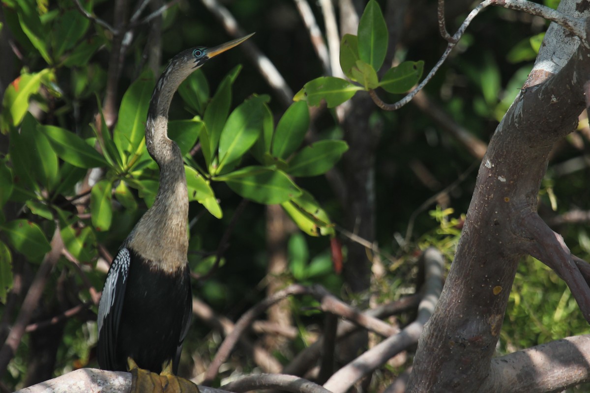 Anhinga - ML647594041