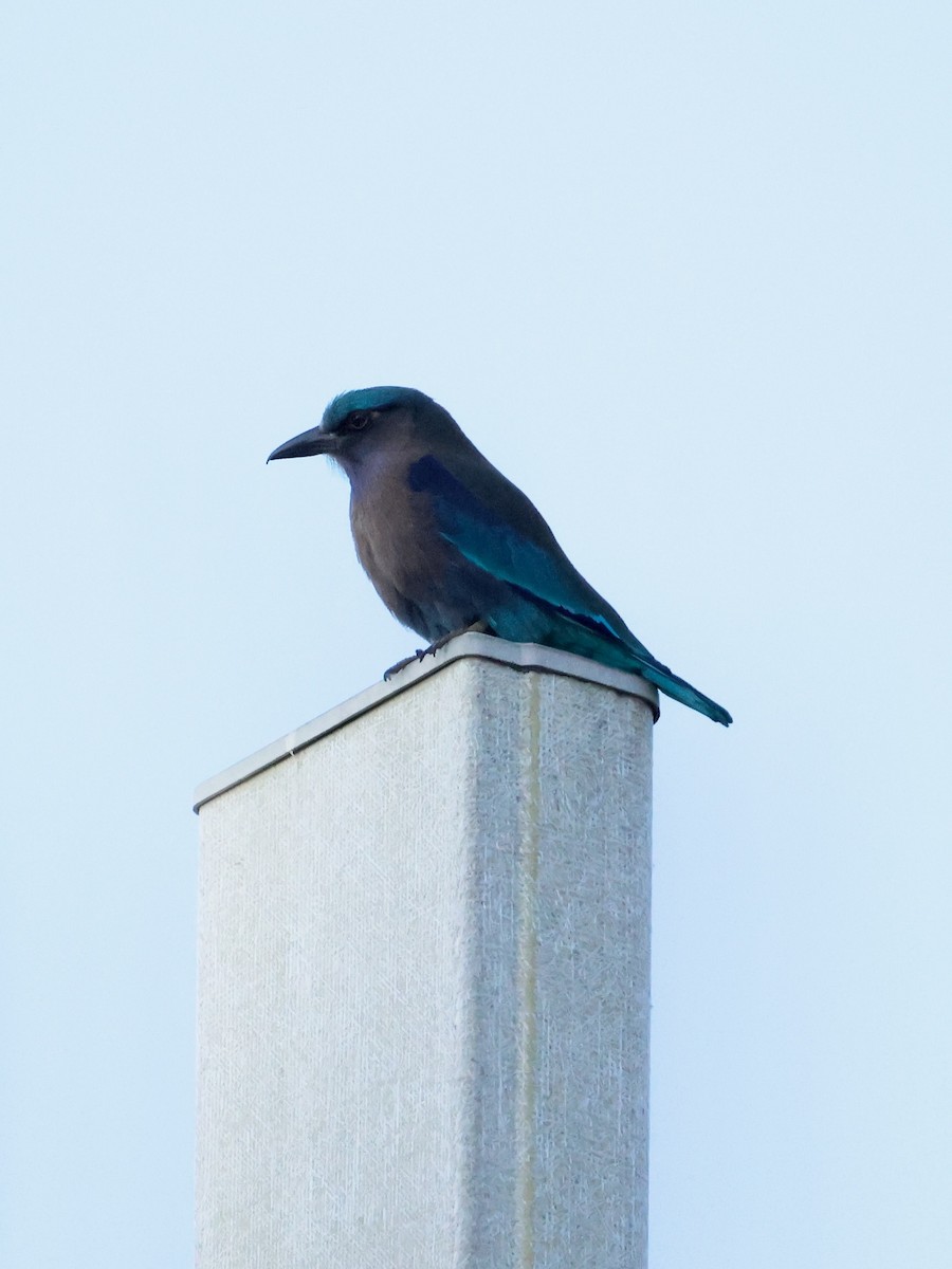 Indochinese Roller - ML647594043