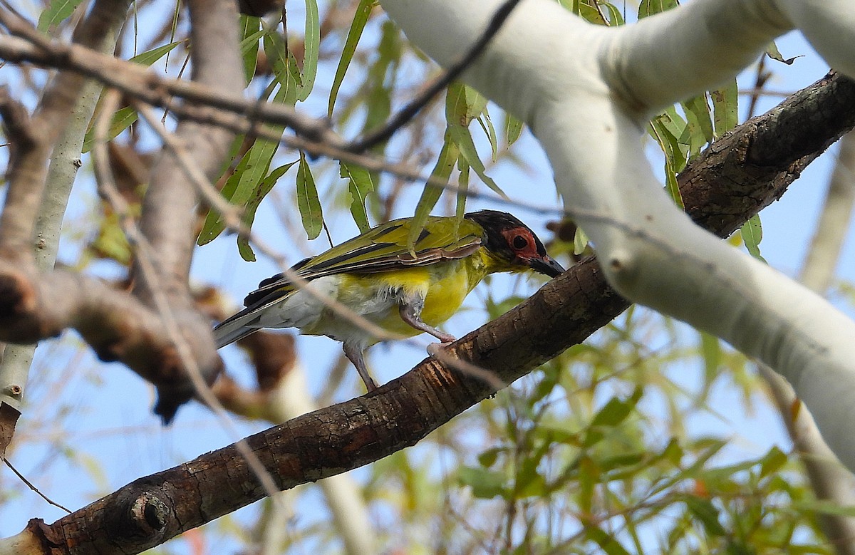 Australasian Figbird - ML647594045