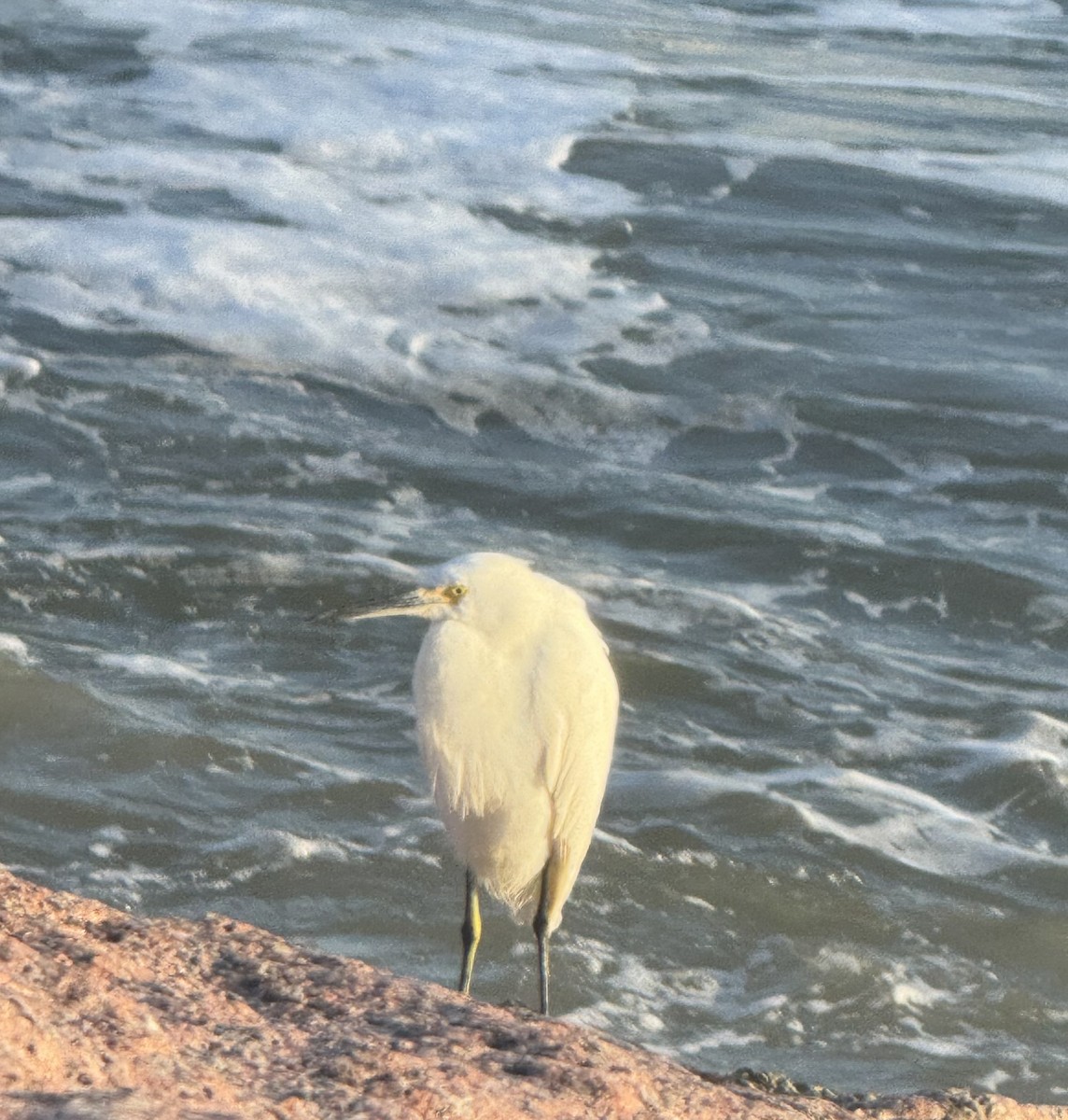 Snowy Egret - ML647594050