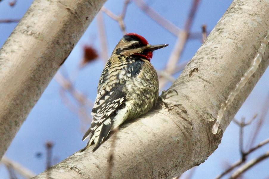 Yellow-bellied Sapsucker - ML647594053