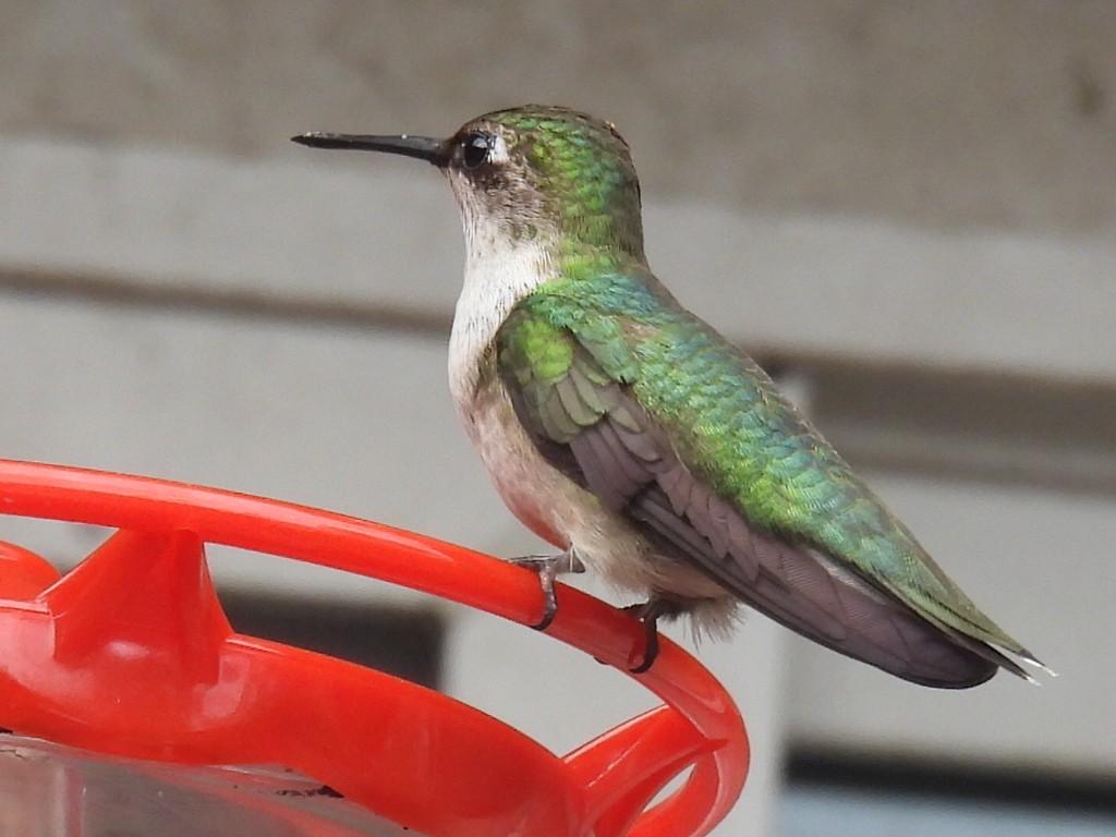 Ruby-throated Hummingbird - ML647594054