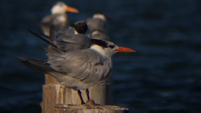 שחפית גדולה - ML647594069
