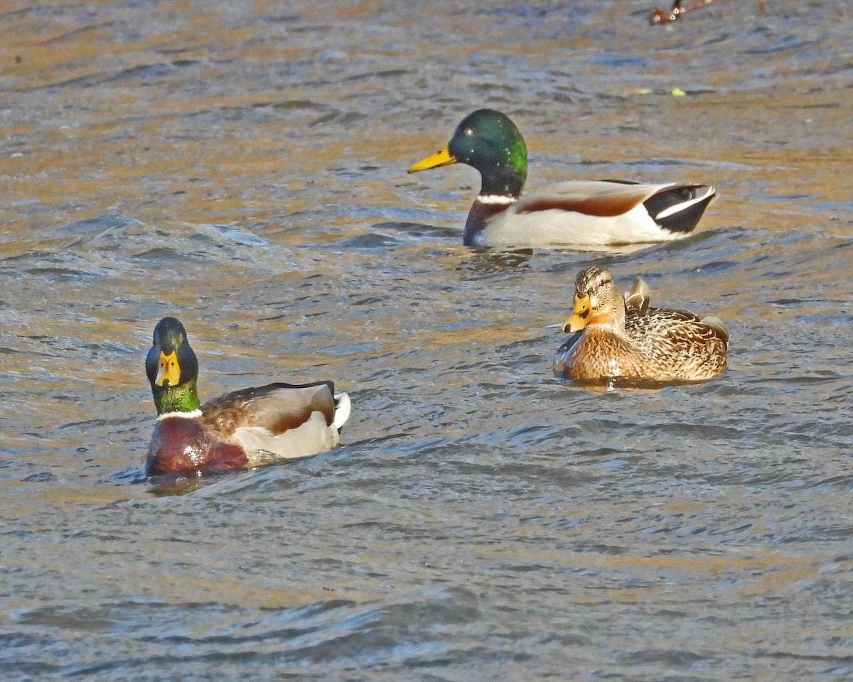 綠頭鴨 - ML647594072