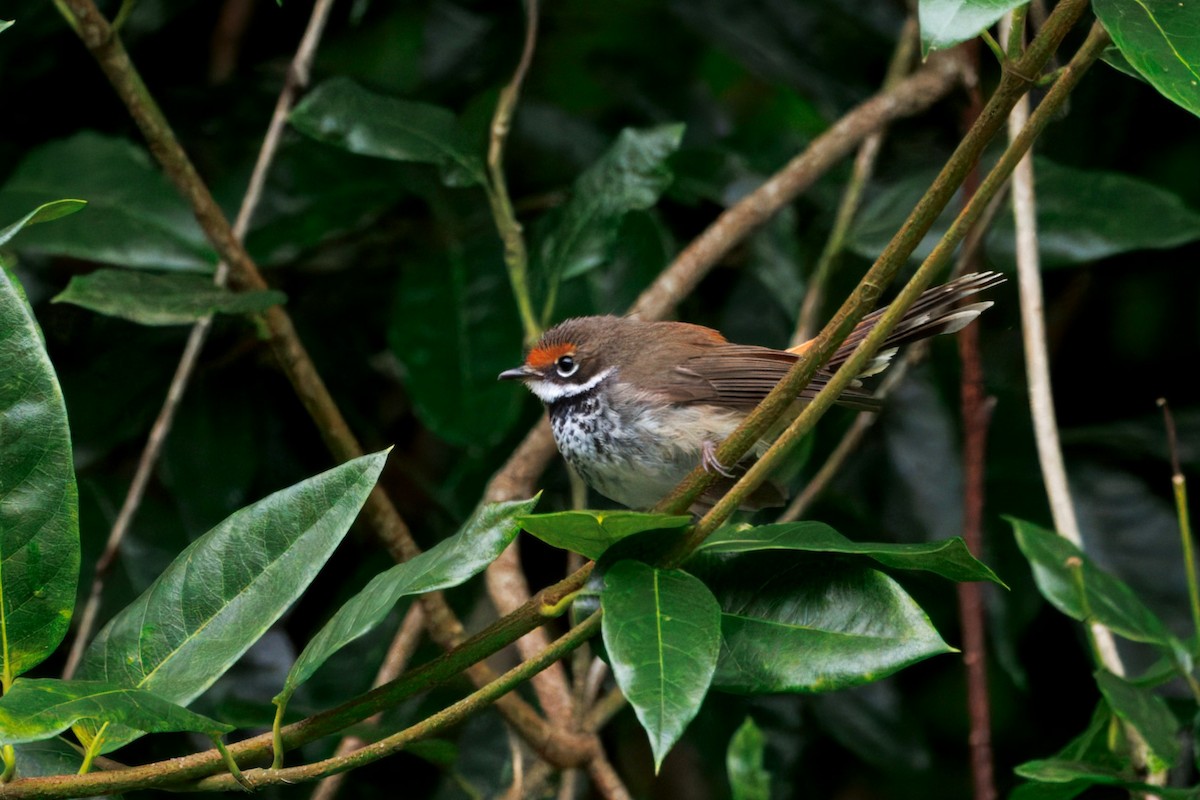 Australian Rufous Fantail - ML647594080