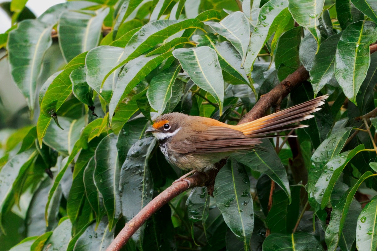 Australian Rufous Fantail - ML647594081