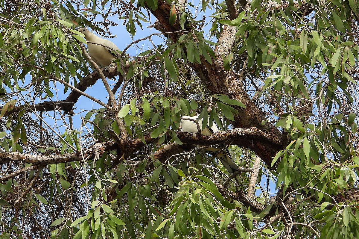 Torresian Imperial-Pigeon - ML647594082