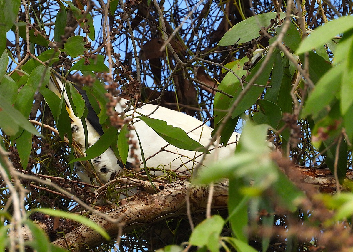 Torresian Imperial-Pigeon - ML647594085