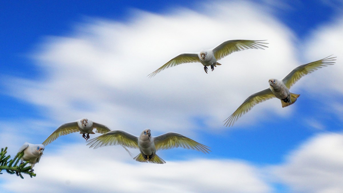 Little Corella - ML647594086