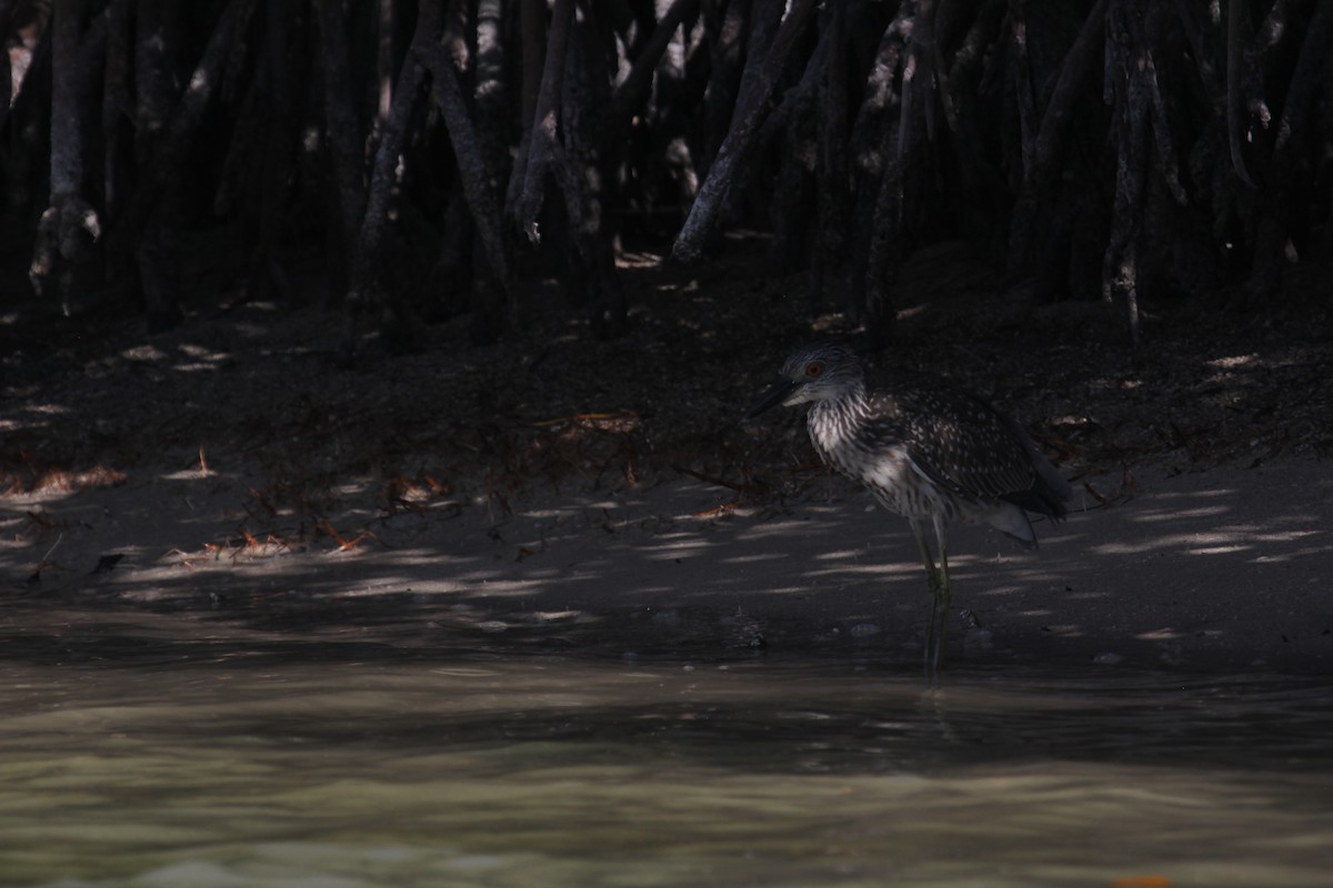 Yellow-crowned Night Heron - ML647594089