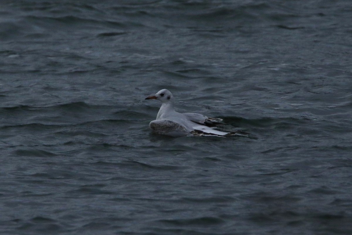 紅嘴鷗 - ML647594091