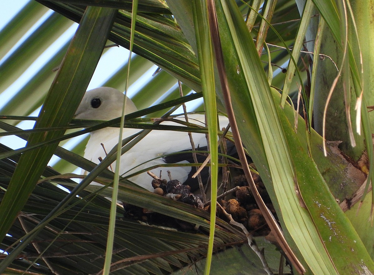 Torresian Imperial-Pigeon - ML647594093