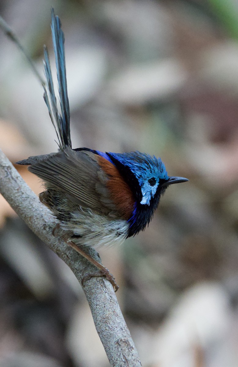Variegated Fairywren - ML647594094