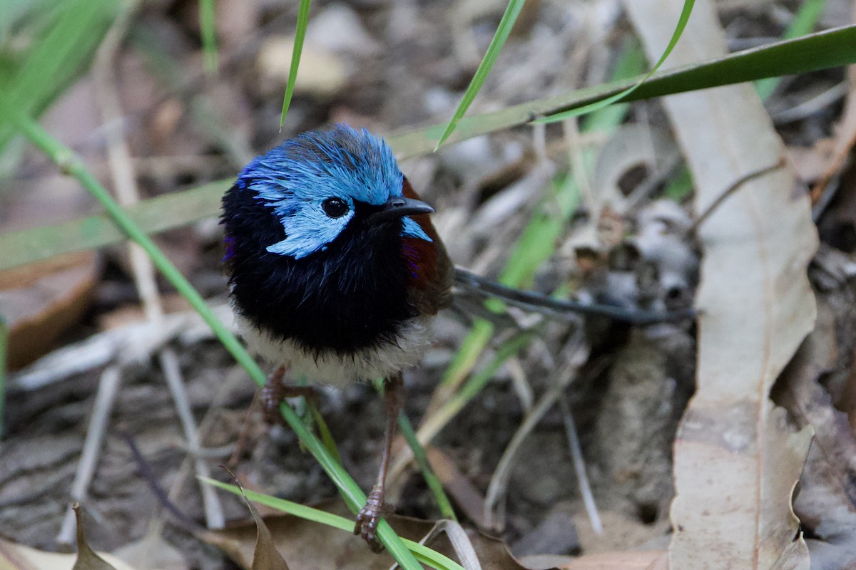 Variegated Fairywren - ML647594095